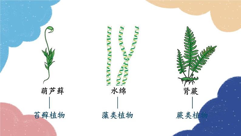 人教版生物八年级上册 6.1.1 尝试对生物进行分类优化课件第6页