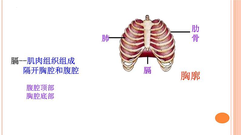 4.3.2++发生在肺内的气体交换++课件-2023-2024学年人教版生物七年级下册第6页