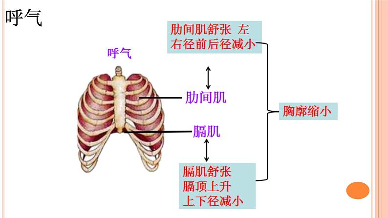 4.3.2++发生在肺内的气体交换++课件-2023-2024学年人教版生物七年级下册第8页