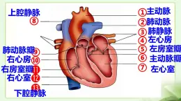 2.2.4心脏和血管的保护课件2023-2024学年冀少版生物七年级下册