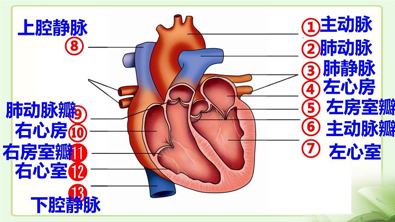 2.2.4心脏和血管的保护课件2023-2024学年冀少版生物七年级下册第1页