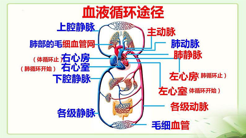 2.2.4心脏和血管的保护课件2023-2024学年冀少版生物七年级下册第2页