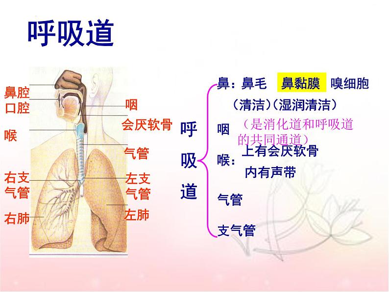 4.3.1呼吸道对空气的处理课件2023-2024学年人教版生物七年级下册07