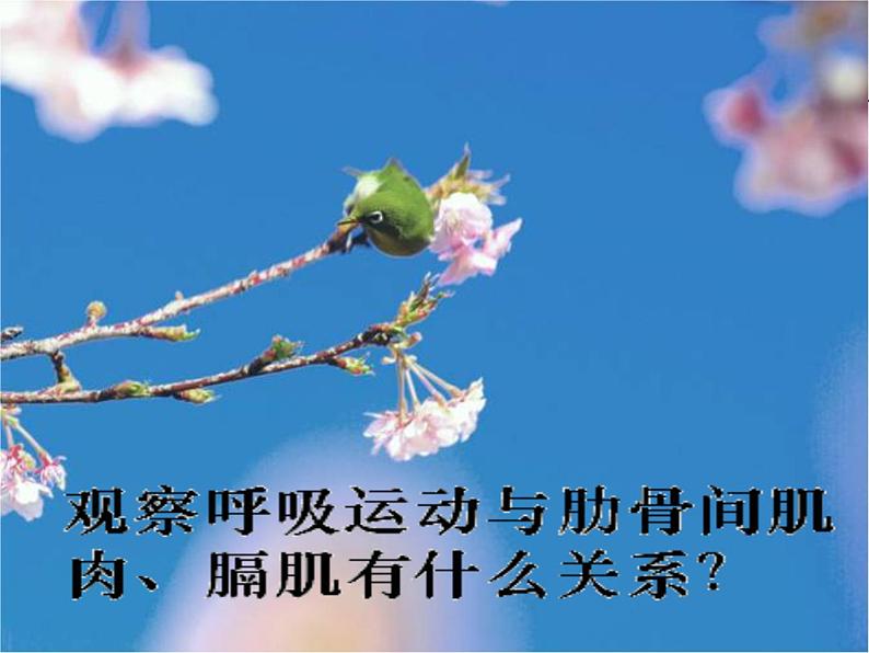 4.3.2发生在肺内的气体交换课件2023-2024学年人教版生物七年级下册第5页