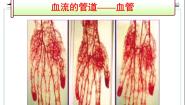 初中生物人教版 (新课标)七年级下册第二节 血流的管道──血管课堂教学课件ppt