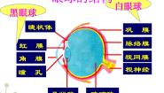 人教版 (新课标)七年级下册第二节 神经系统的组成背景图ppt课件