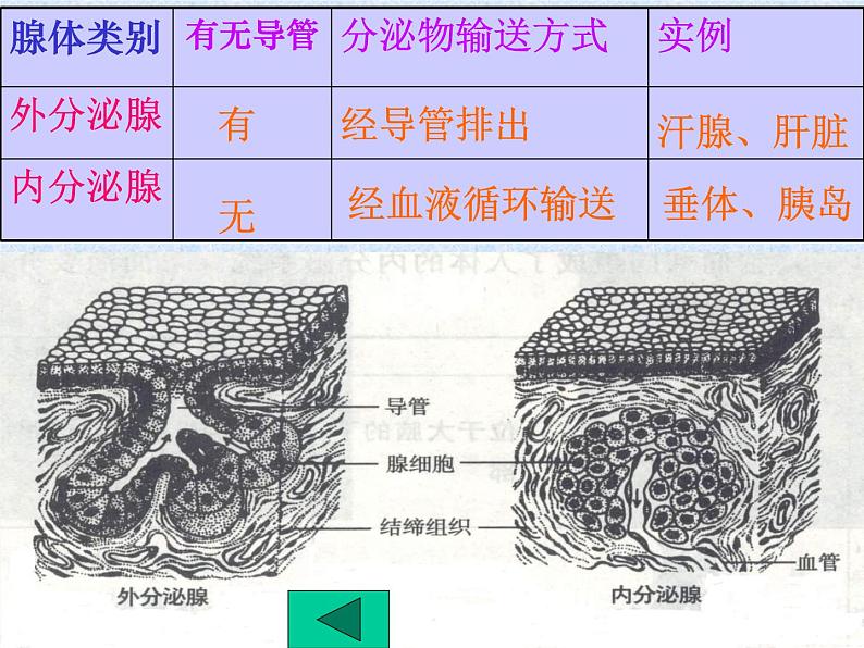 4.6.4激素调节课件2023-2024学年人教版生物七年级下册05