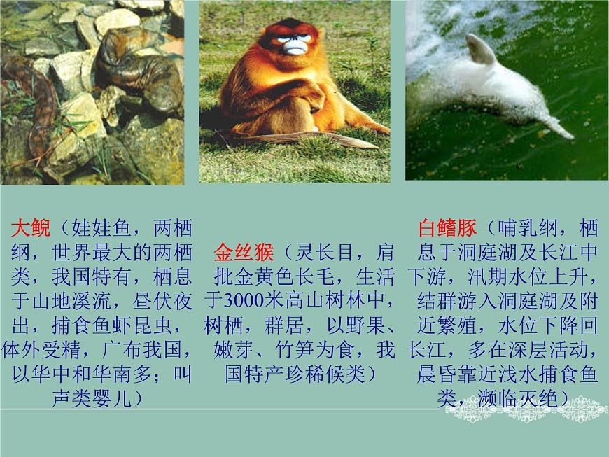 9.2.2保護(hù)生物多樣性課件2023--2024學(xué)年魯科版生物八年級下冊第7頁