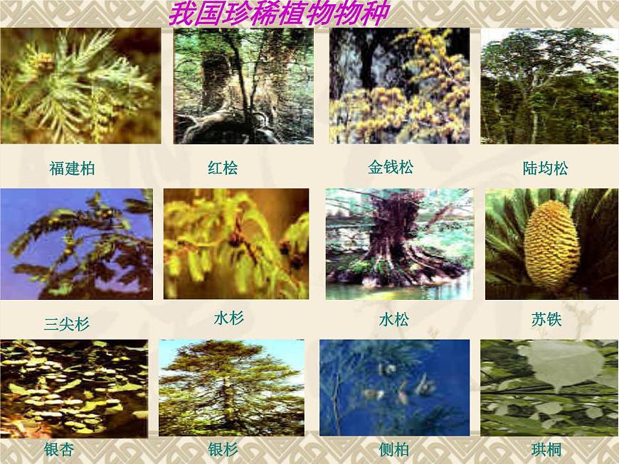 9.2.2保護(hù)生物多樣性課件2023--2024學(xué)年魯科版生物八年級下冊第8頁