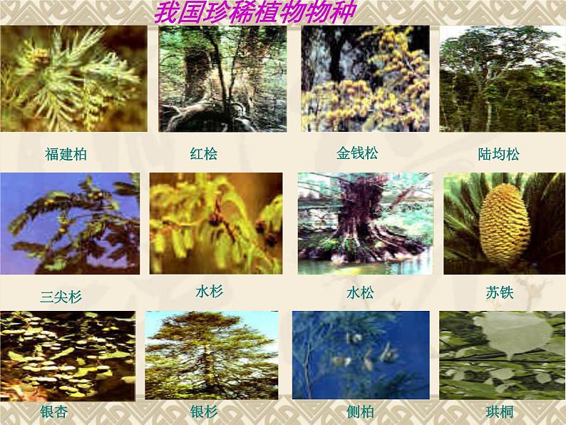9.2.2保护生物多样性课件2023--2024学年鲁科版生物八年级下册第8页