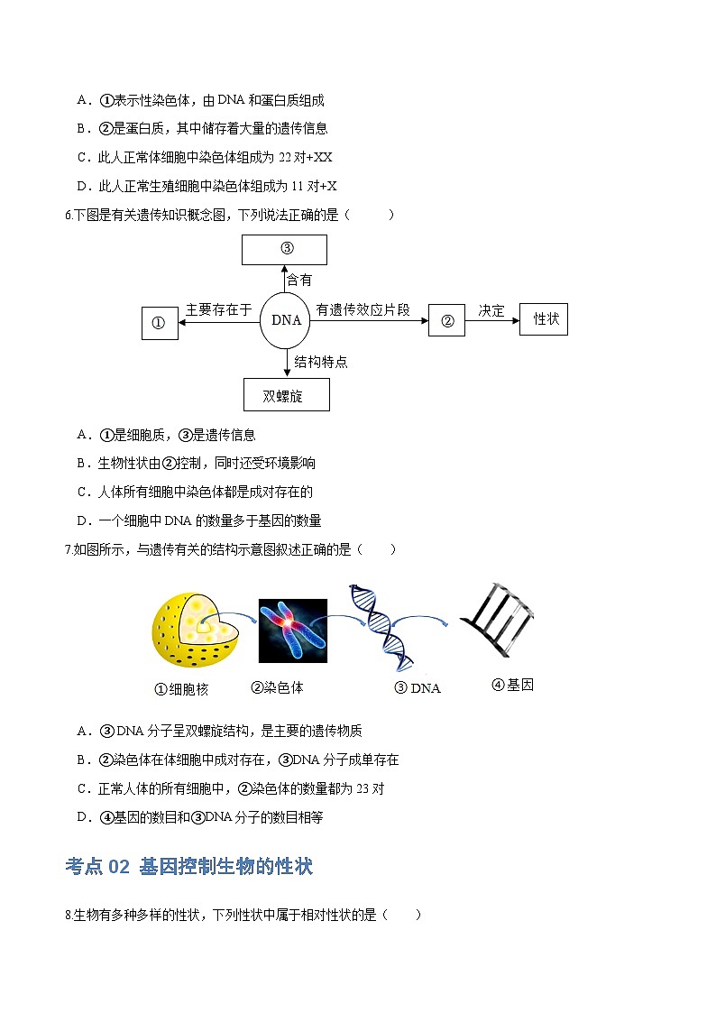 专题21 生物的遗传和变异(练习,4大考点)-2024年中考生物一轮复习课件+讲义+练习 (全国通用)03