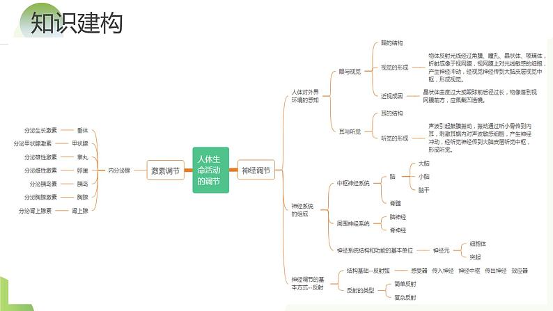 专题14 人体生命活动的调节(课件)+-2024年中考生物一轮复习课件(全国通用)第8页