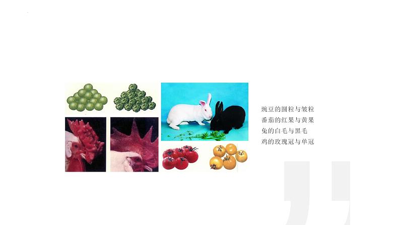 7.2.1基因控制生物的性状课件2023--2024学年人教版生物八年级下册05