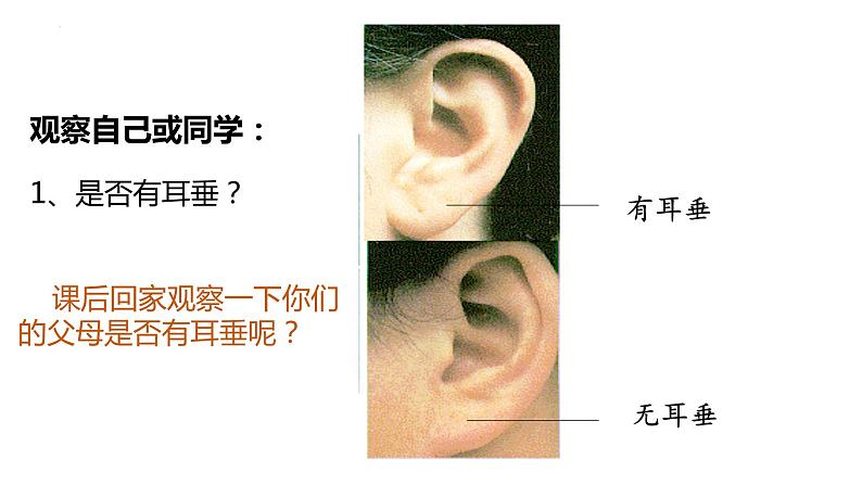 7.2.1基因控制生物的性状课件2023--2024学年人教版生物八年级下册06