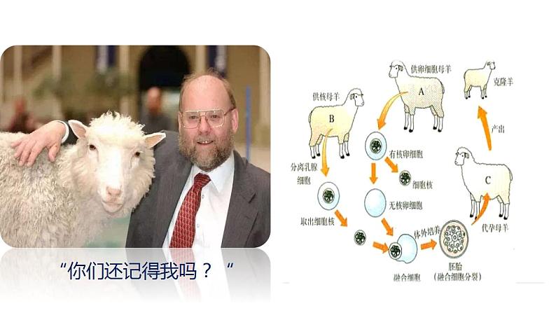 7.2.1基因控制生物的性状课件-2023-2024学年人教版生物八年级下册第2页
