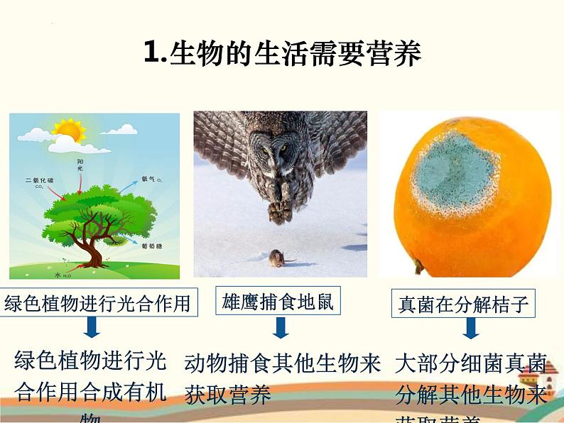 1.1.1++生物的特征++课件-2023-2024学年人教版生物七年级上册第6页