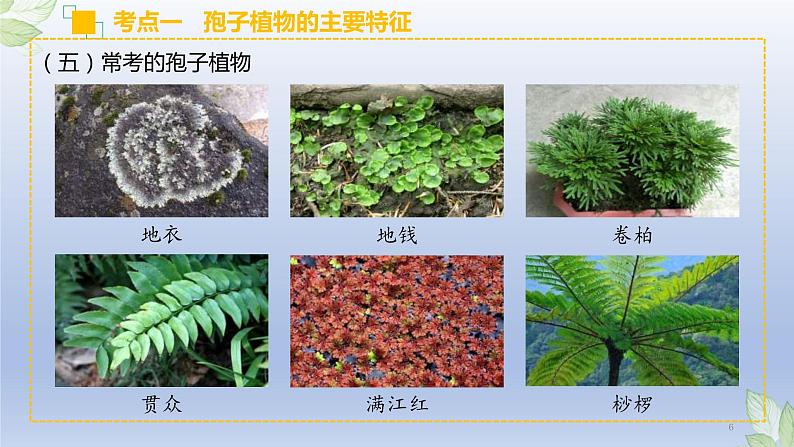 (通用版)中考生物一轮复习精讲课件专题04 生物圈中有哪些绿色植物(含答案)06