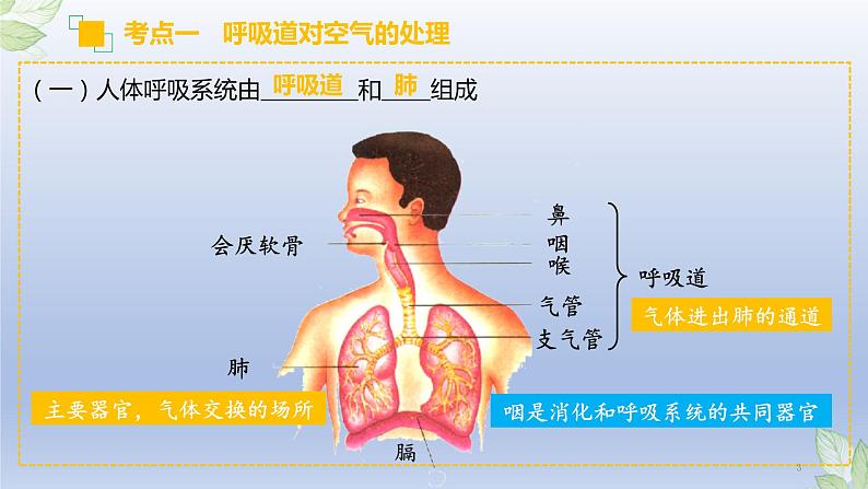 (通用版)中考生物一轮复习精讲课件专题11 人体的呼吸(含答案)第3页