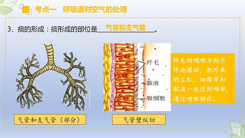 (通用版)中考生物一轮复习精讲课件专题11 人体的呼吸(含答案)第5页
