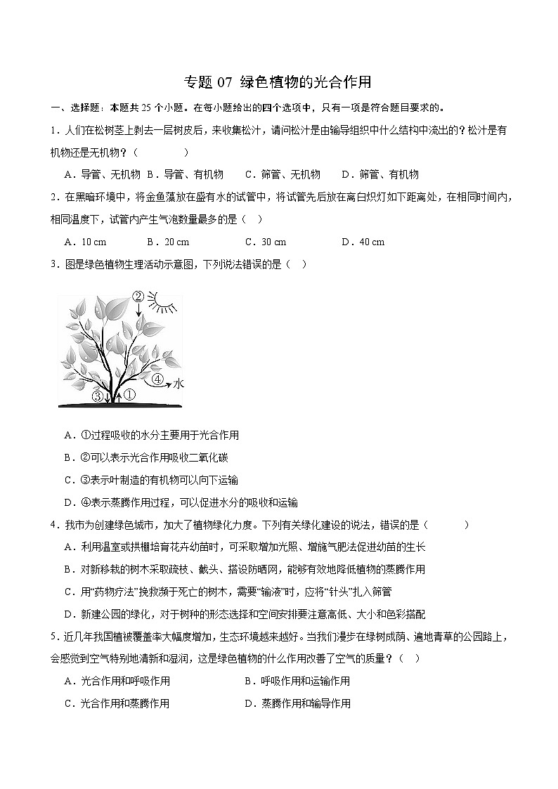 专题07 绿色植物的光合作用(原卷版)第1页
