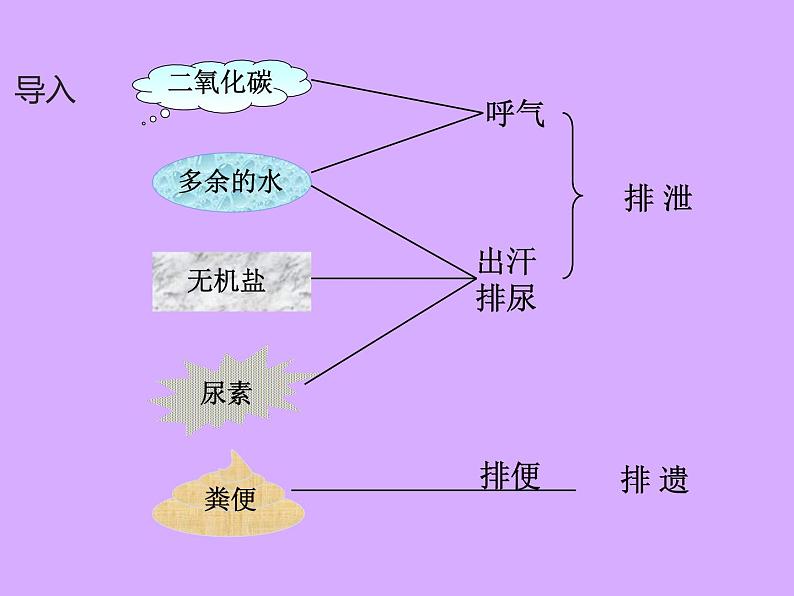 北师大版生物七年级下册 第11章 第2节 尿液的形成与排出(课件)第3页