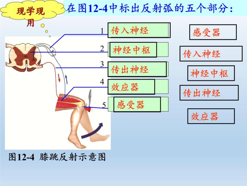 北师大版生物七年级下册 第12章 第1节 神经系统与神经调节(6)（课件）06