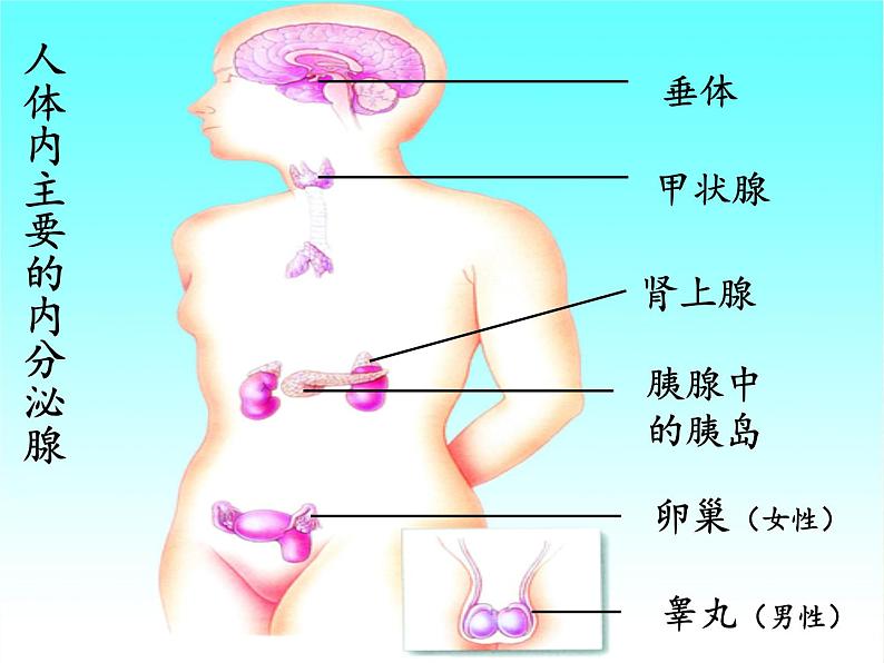 北师大版生物七年级下册 第12章 第3节 激素调节(8)(课件)第6页