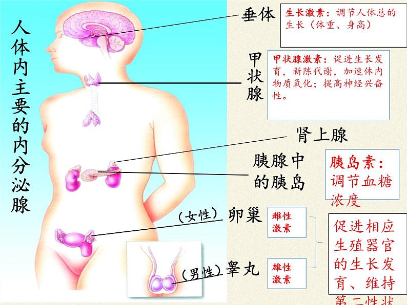 北师大版生物七年级下册 第12章 第3节 激素调节(8)(课件)第8页