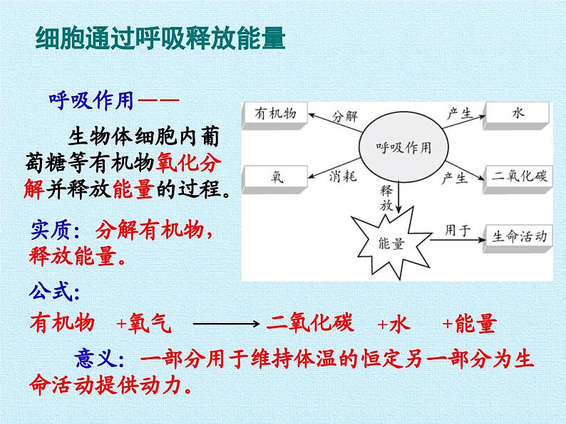 北师大版生物七年级下册 第四单元第十章 人体的能量供应 复习(课件)05