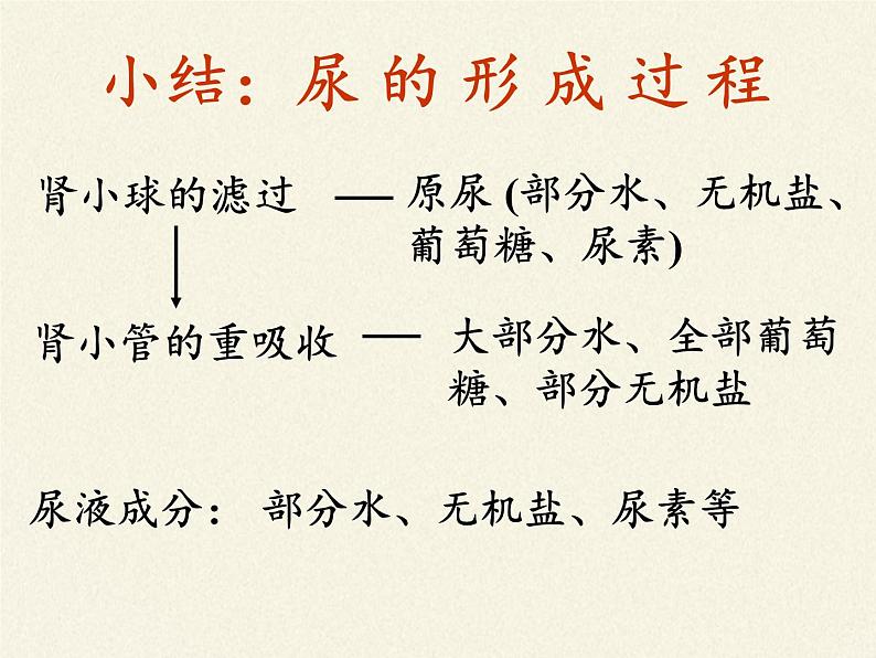北师大版生物七年级下册 第11章 第2节 尿的形成与排出(5)(课件)第4页