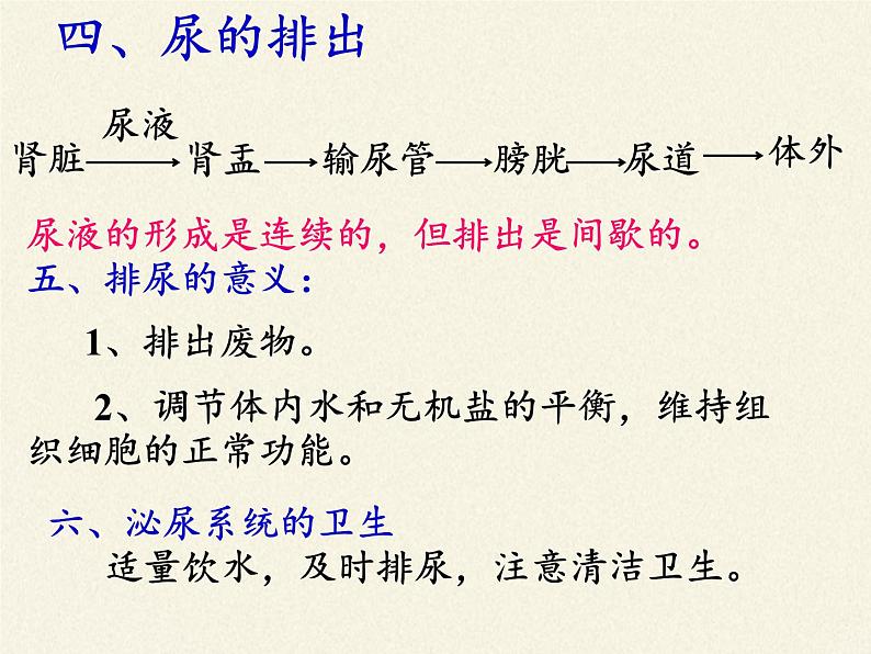 北师大版生物七年级下册 第11章 第2节 尿的形成与排出(5)(课件)第6页