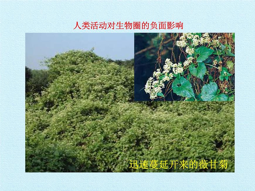北師大版生物七年級(jí)下冊(cè) 第四單元第十四章 人在生物圈中的義務(wù) 復(fù)習(xí)（課件）第3頁(yè)