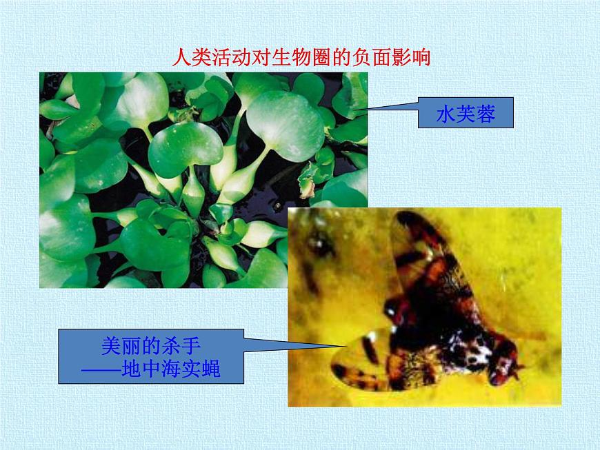 北師大版生物七年級(jí)下冊(cè) 第四單元第十四章 人在生物圈中的義務(wù) 復(fù)習(xí)（課件）第4頁(yè)