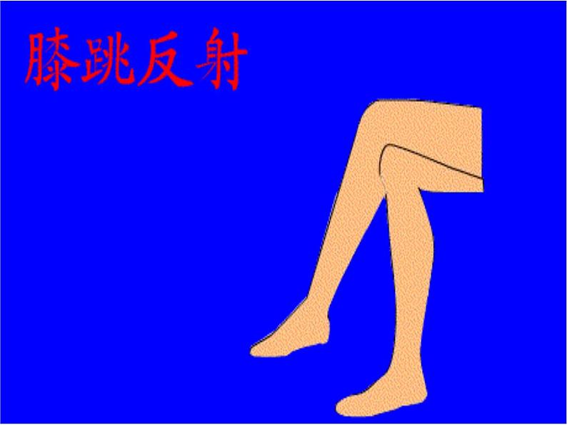 12.1.2+神经系统与神经调节--第2课时+反射与反射弧课件2023--2024学年北师大版生物七年级下册第5页