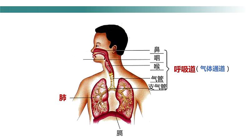 4.3.1呼吸道对空气的处理课件2023-2024学年人教版生物七年级下册第6页