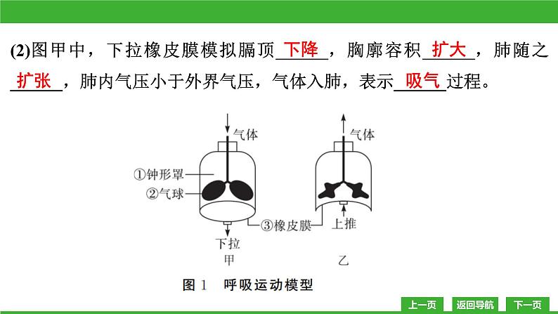 【新课标】北师大版生物七下10.2《人体细胞获得氧气的过程(2)》课件第6页