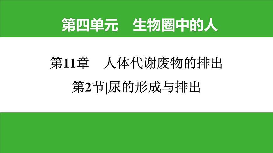 【新課標(biāo)】北師大版生物七下11.2《尿的形成與排出》課件第1頁