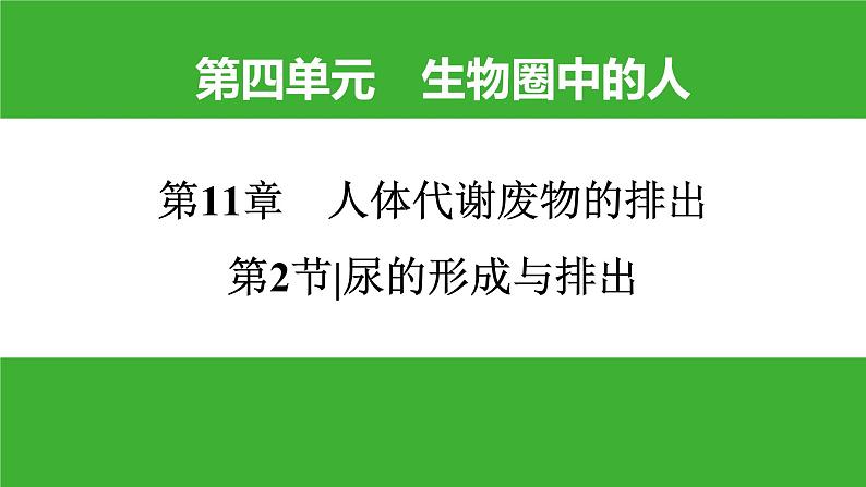 【新课标】北师大版生物七下11.2《尿的形成与排出》课件01