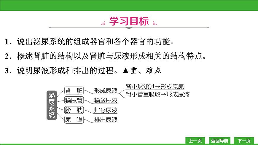 【新課標(biāo)】北師大版生物七下11.2《尿的形成與排出》課件第3頁