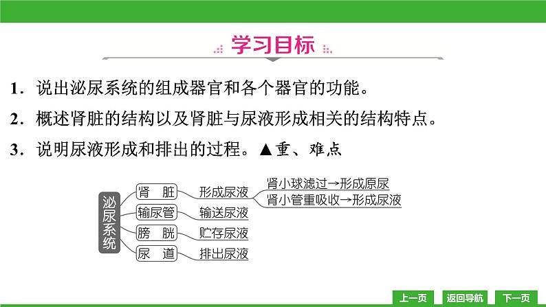 【新课标】北师大版生物七下11.2《尿的形成与排出》课件03