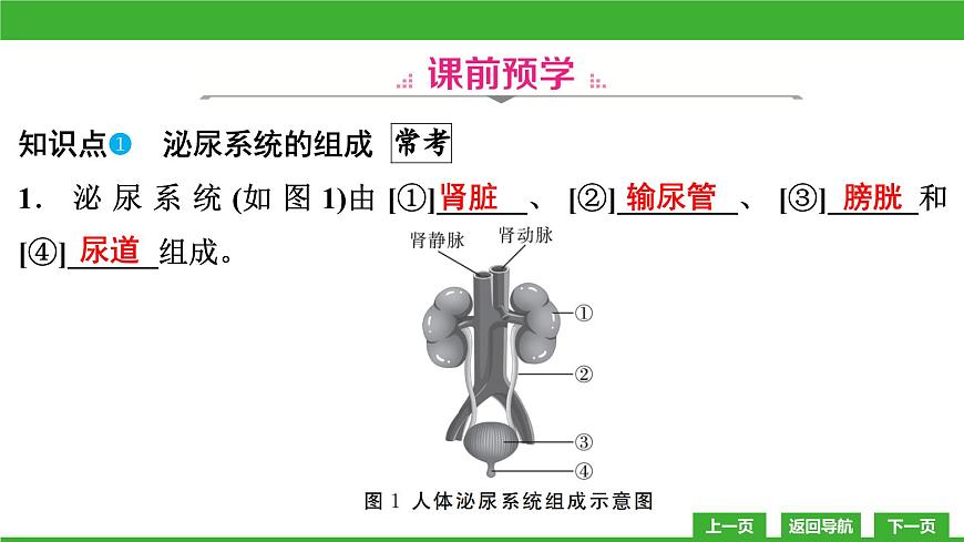 【新課標(biāo)】北師大版生物七下11.2《尿的形成與排出》課件第4頁