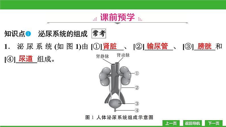 【新课标】北师大版生物七下11.2《尿的形成与排出》课件04