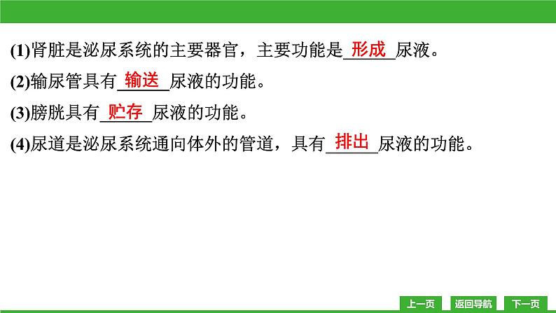【新课标】北师大版生物七下11.2《尿的形成与排出》课件05