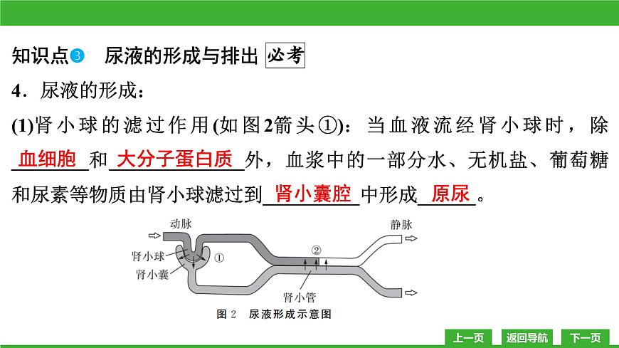 【新課標(biāo)】北師大版生物七下11.2《尿的形成與排出》課件第8頁