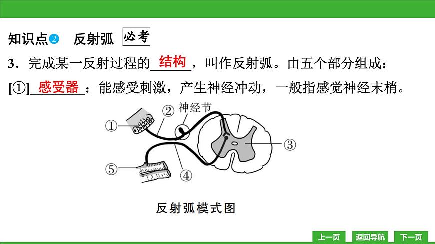 【新課標(biāo)】北師大版生物七下12.1《神經(jīng)系統(tǒng)與神經(jīng)調(diào)節(jié)(2)》課件第5頁(yè)