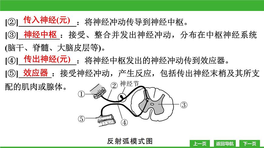 【新課標(biāo)】北師大版生物七下12.1《神經(jīng)系統(tǒng)與神經(jīng)調(diào)節(jié)(2)》課件第6頁(yè)