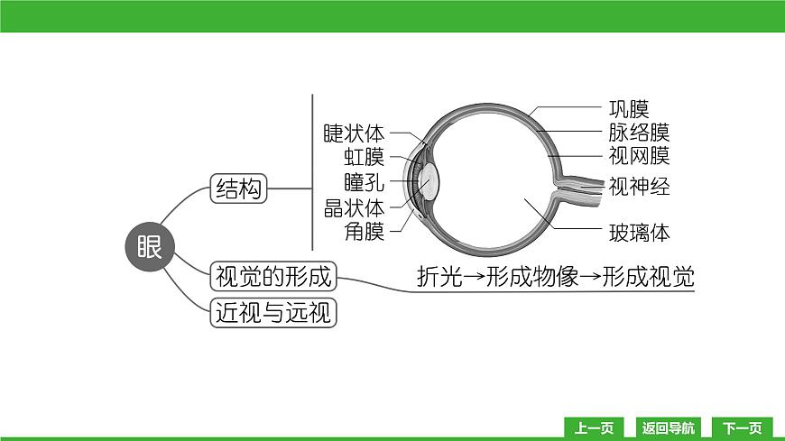 【新課標(biāo)】北師大版生物七下12.2《感受器和感覺器官(1)》課件第4頁