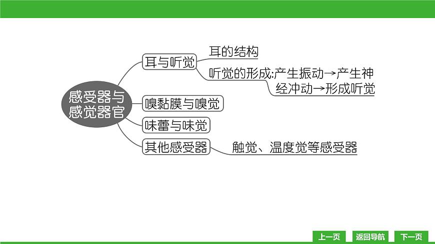 【新課標(biāo)】北師大版生物七下12.2《感受器和感覺器官(2)》課件第4頁