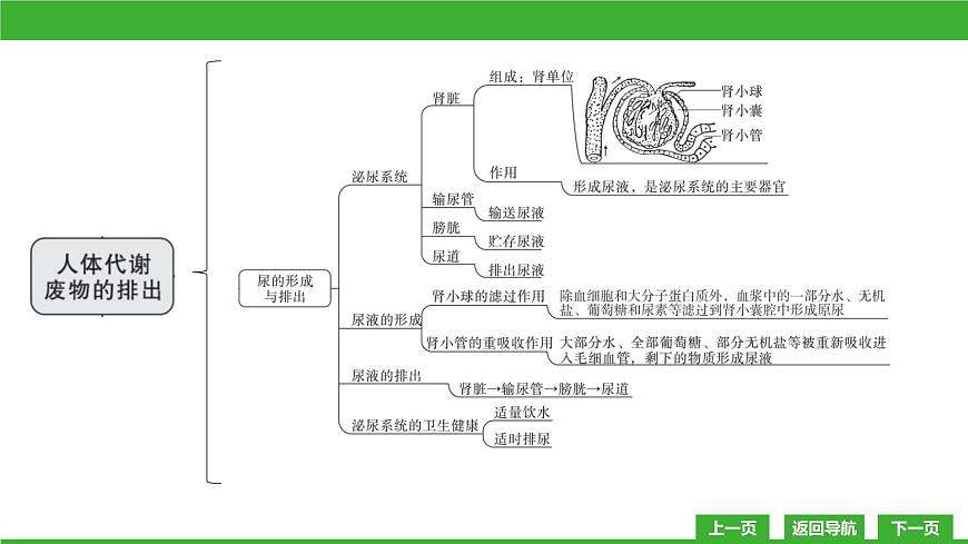 【新課標(biāo)】北師大版生物七下  第11章章末復(fù)習(xí)（課件）第4頁