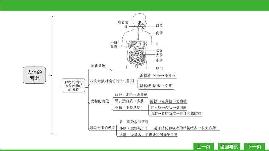 【新課標(biāo)】北師大版生物七下 第8章章末復(fù)習(xí)（課件）第4頁
